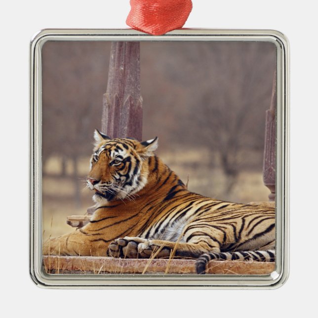 Royal Bengal Tiger vid keaph, Julgransprydnad Metall (Framsidan)