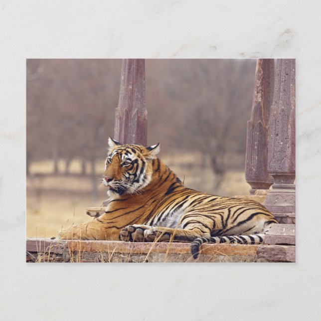 Royal Bengal Tiger vid stranden, Vykort (Framsida)
