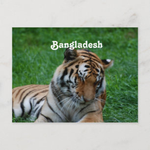 Royal Bengal Tiger Vykort