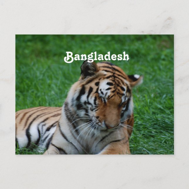 Royal Bengal Tiger Vykort (Framsida)