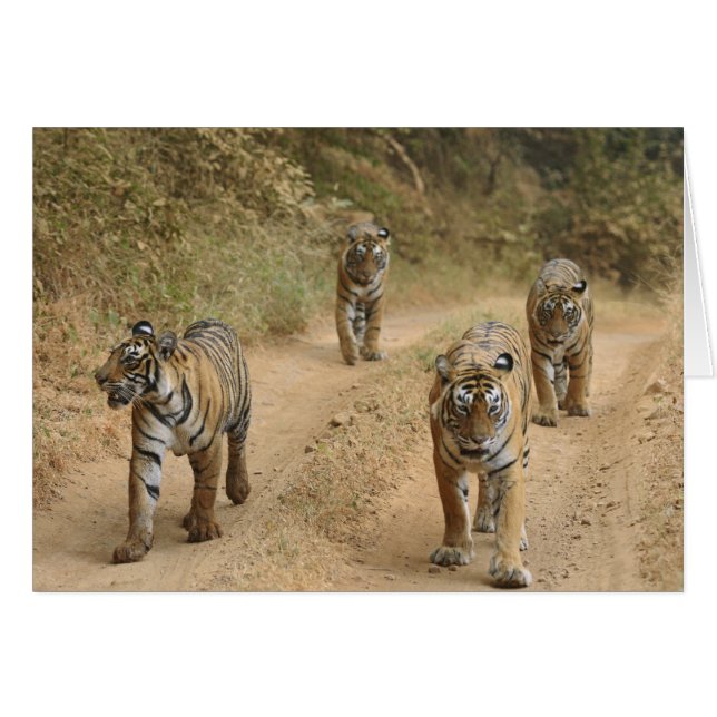 Royal Bengal Tigers Hälsningskort (Framsidan Horizontal)