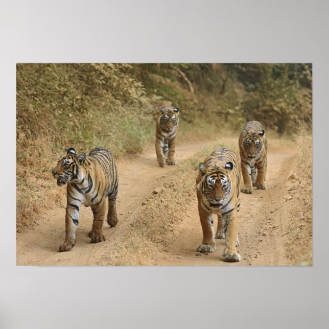 Royal Bengal Tigers på spåret, Ranthambhor 4 Poster (Framsidan)