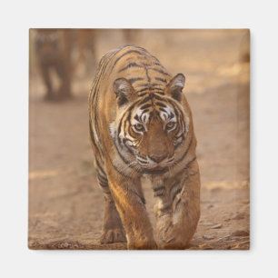 Royal Bengal Tigers på spåret, Ranthambhor Magnet