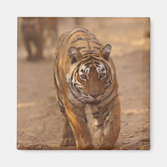 Royal Bengal Tigers på spåret, Ranthambhor Magnet (Framsidan)