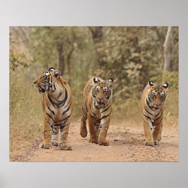Royal Bengal Tigers på spåret, Ranthambhor Poster (Framsidan)