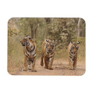 Royal Bengal-tigrar på spåret, Ranthambhor Magnet