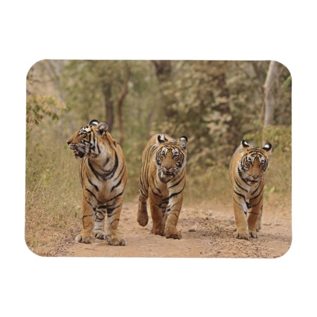 Royal Bengal-tigrar på spåret, Ranthambhor Magnet (Horisontell)