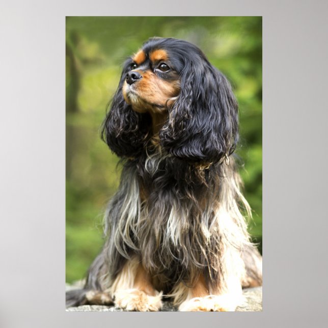 Royal Black And Tan Cavalier King Charles Spaniel Poster (Framsidan)