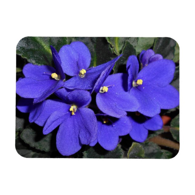 Royal Blue African Violet Magnet (Horisontell)