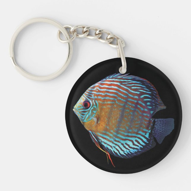 Royal Blue Discus (Framsidan)