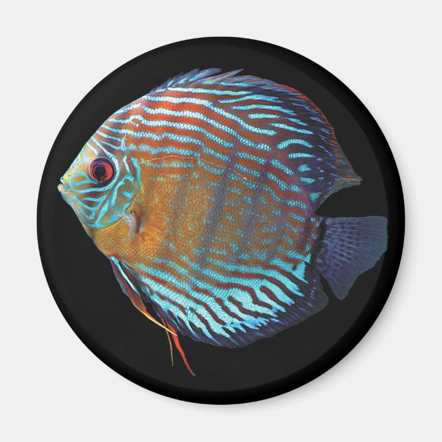 Royal Blue Discus Magnet (Framsidan)
