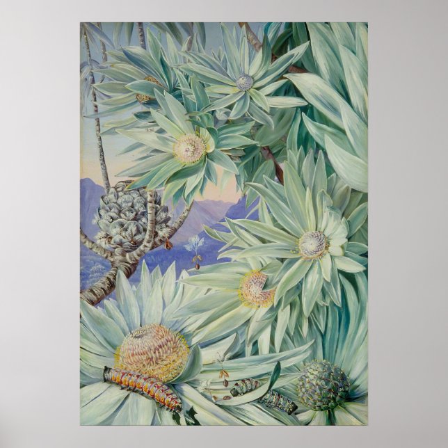 Royal Botanic Garden av Marianne North Poster (Framsidan)