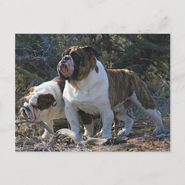 Royal Bulldog-kort Vykort (Framsida)