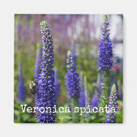 "Royal Candles" Speedwell Botanical Magnet