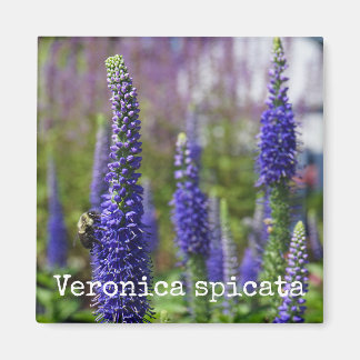 "Royal Candles" Speedwell Botanical Magnet