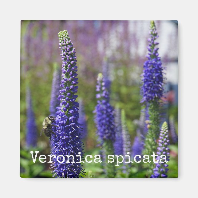 "Royal Candles" Speedwell Botanical Magnet (Framsidan)