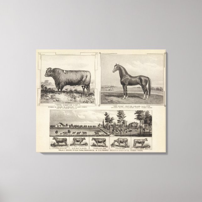 Royal Champion, Joe Young, Kansas Canvastryck (Framsida)