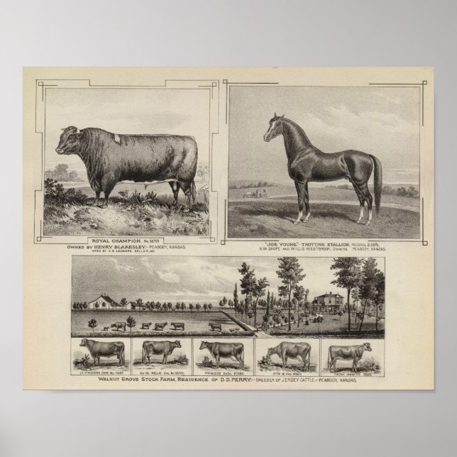 Royal Champion, Joe Young, Kansas Poster (Framsidan)