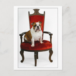 Royal English Bulldog Vykort