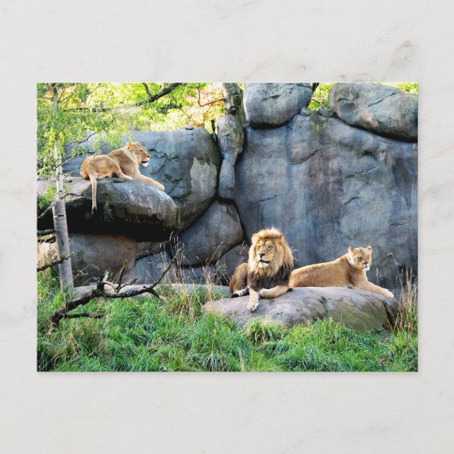 Royal-familj Vykort (Framsida)