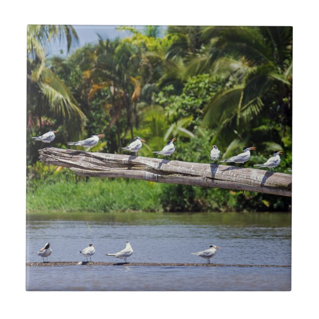 Royal, flodmynningen Tortuguero - Costa Rica Kakelplatta (Framsidan)