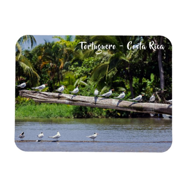 Royal, flodmynningen Tortuguero - Costa Rica Magnet (Horisontell)