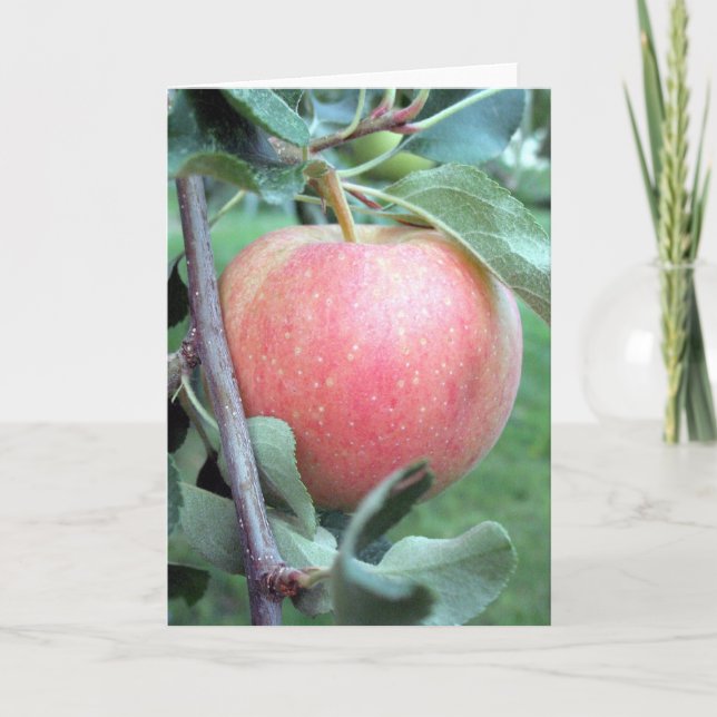 Royal Gala Apple Kort (Framsida)