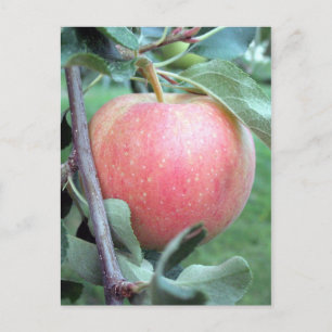 Royal Gala Apple Vykort