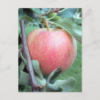 Royal Gala Apple Vykort