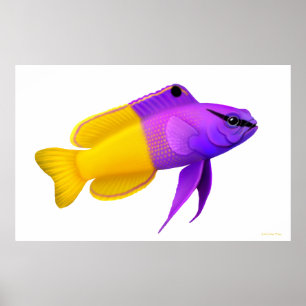 Royal Gramma Coral Reef Fish Poster
