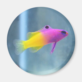 Royal Gramma Photo Magnet