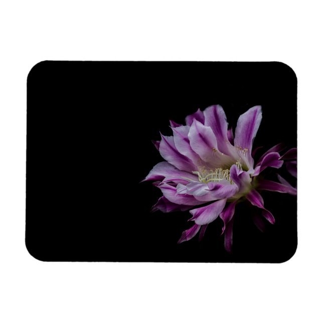 Royal Lila och vitkaktus-blomma Magnet (Horisontell)