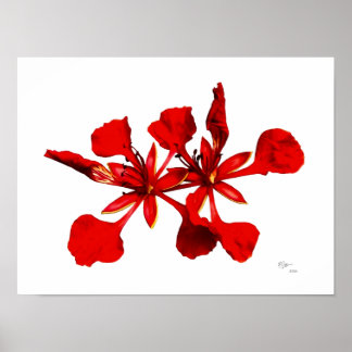 Royal Poinciana Blomster Affisch