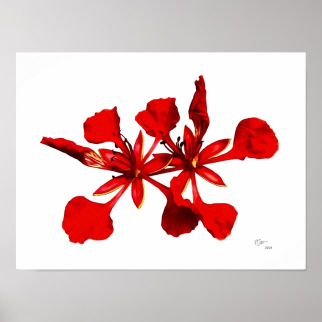 Royal Poinciana Blomster Affisch (Framsidan)