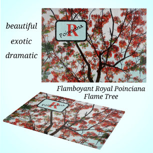 Royal Poinciana Flamboyant Flame Träd Red Black