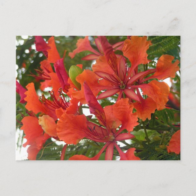Royal Poinciana Flower vycard Vykort (Framsida)