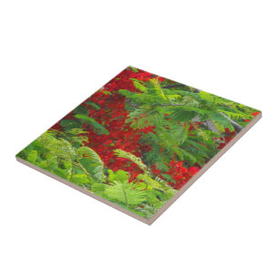 Royal Poinciana Kakelplatta