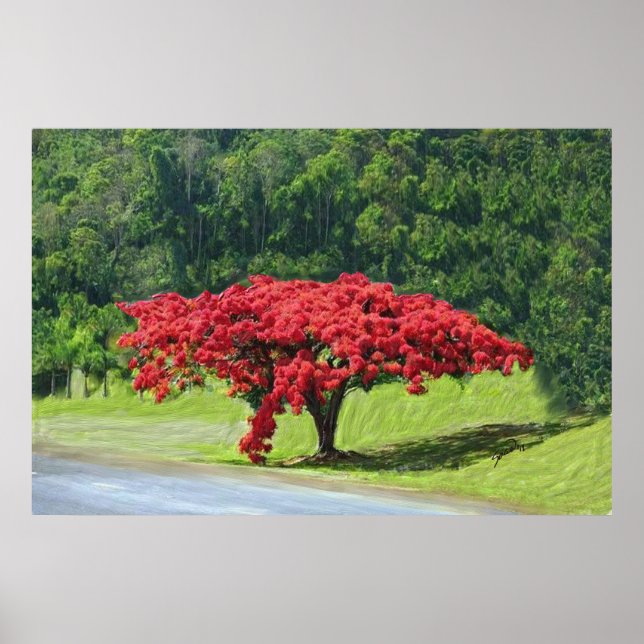 Royal Poinciana Poster (Framsidan)
