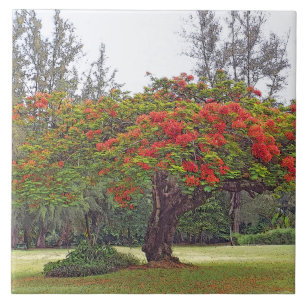 "ROYAL POINCIANA TRÄD"/CERAMIC TILE/TRIVET KAKELPLATTA