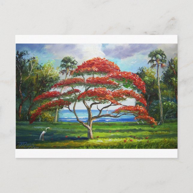 Royal Poinciana Träd Mazz Vykort (Framsida)