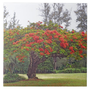 ’ROYAL POINCIANA TRÄD’/RED BLOMMARS KAKELPLATTA