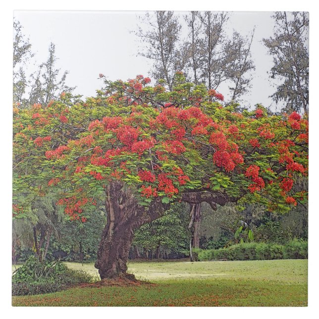 ’ROYAL POINCIANA TRÄD’/RED BLOMMARS KAKELPLATTA (Framsidan)