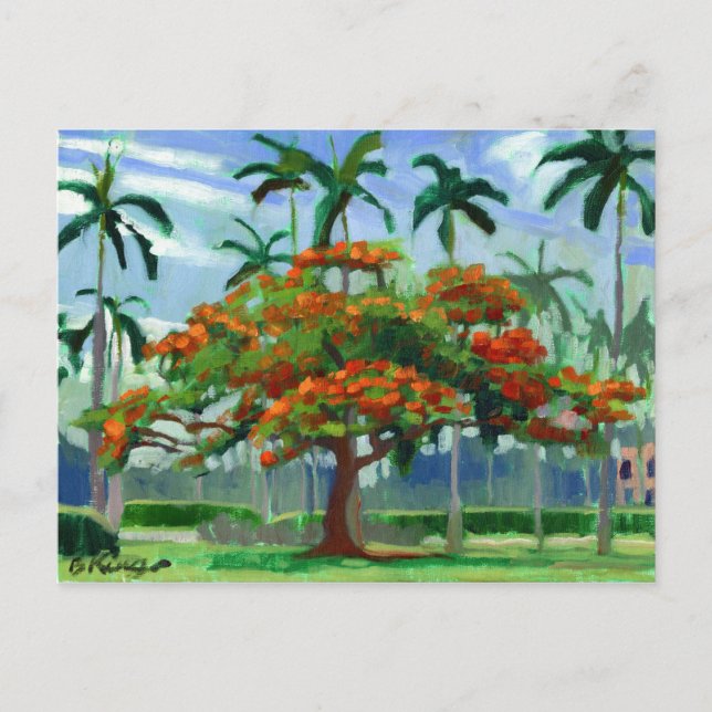 Royal Poinciana-vykort Vykort (Framsida)