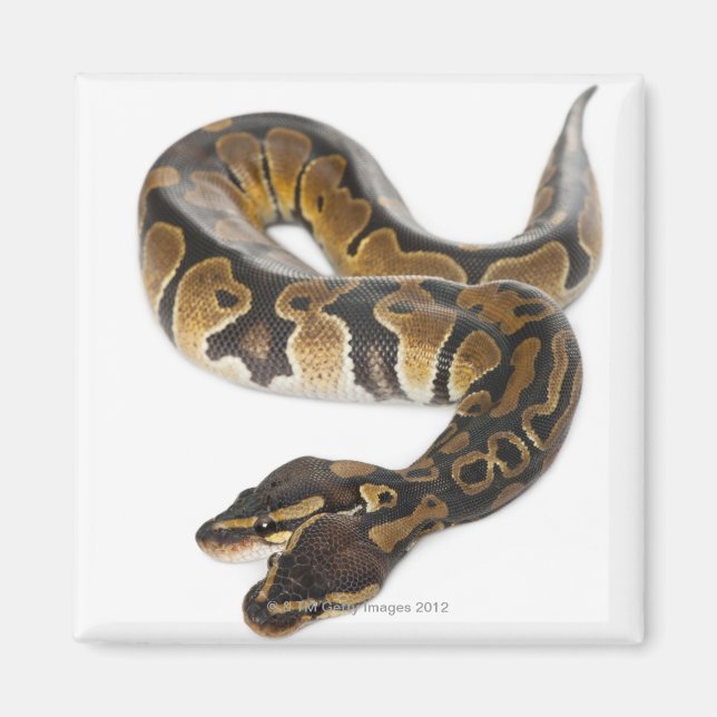 Royal Python eller Boll Python - Python Magnet (Framsidan)