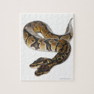 Royal Python eller Boll Python - Python Pussel