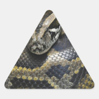 "Royal Python"