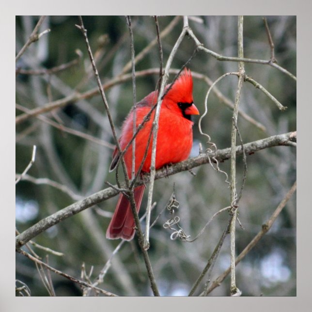 Royal Red Cardinal 24x24 Poster (Framsidan)