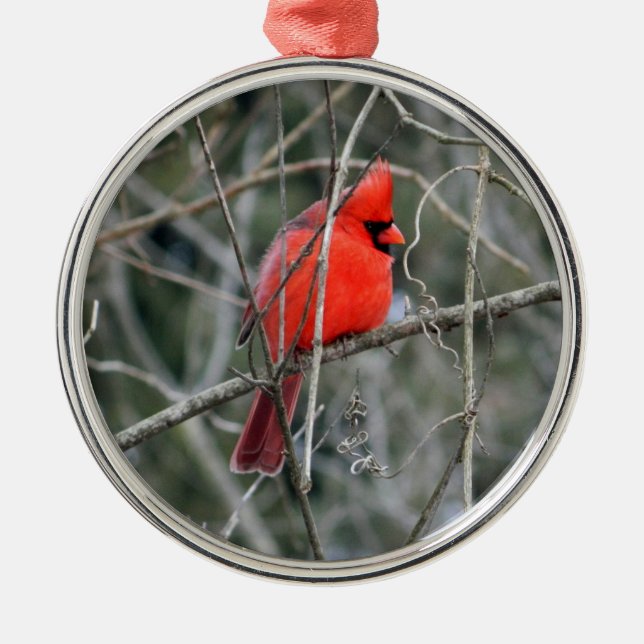 Royal Red Cardinal Premium Ornament (Framsidan)