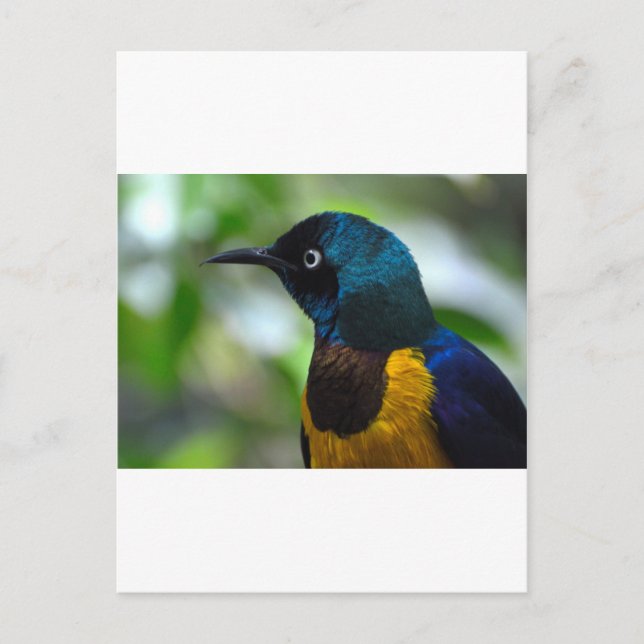 Royal Starling Vykort (Framsida)