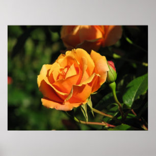 Royal Sunset Hybrid Tea Ro 016 Poster